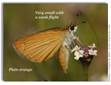 Least Skipper, Ancyloxypha numitor