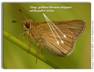 Swarthy Skipper, Nastra lherminier