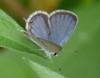 C:\Users\Karen\AppData\Local\Microsoft\Windows\Temporary Internet Files\Content.Word\eastern tail blue close up.jpg