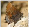 Henry's Elfin, Callophrys henrici