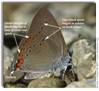 Coral Hairstreak, Satyrium titus (male)