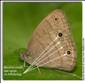 Carolina Satyr, Hermeuptychia sosybia