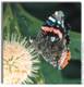 Red Admiral, Vanessa atalanta  on Buttonbush