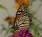 C:\Users\Karen\AppData\Local\Microsoft\Windows\Temporary Internet Files\Content.Word\monarch on zinnia.jpg