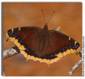 Mourning Cloak, Nymphalis antiopa