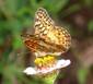 C:\Users\Karen\AppData\Local\Microsoft\Windows\Temporary Internet Files\Content.Word\variegated fritillary, on zinnia.jpg