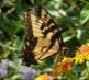 C:\Users\Karen\AppData\Local\Microsoft\Windows\Temporary Internet Files\Content.Word\eastern tiger swallowtail ventral lantana.jpg