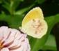 C:\Users\Karen\AppData\Local\Microsoft\Windows\Temporary Internet Files\Content.Word\sleepy orange 2 on zinnia.jpg