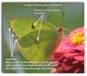 Cloudless Sulphur, Phoebis sennae (female)