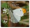 Falcate Orangetip, Anthocharis midea (male)