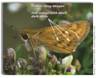 Fiery Skipper, Hylephila phyleus (female)