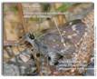 Pepper and Salt Skipper, Amblyscirtes hegon