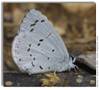 Spring Azure, Celastrina ladon