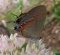 C:\Users\Karen\AppData\Local\Microsoft\Windows\Temporary Internet Files\Content.Word\red banded hairstreak closeup.jpg