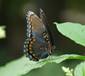 C:\Users\Karen\AppData\Local\Microsoft\Windows\Temporary Internet Files\Content.Word\redspotted purple on pokeweed best.jpg