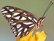 Gulf Fritillary 