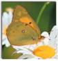 Orange Sulphur, Colias eurytheme (female)