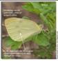 Cabbage White, Pieris rapae