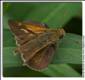 Crossline Skipper, Polites origenes