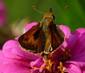 C:\Users\Karen\AppData\Local\Microsoft\Windows\Temporary Internet Files\Content.Word\sachem on  zinnia.jpg