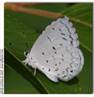 Summer Azure, Celastrina neglecta