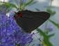 C:\Users\Karen\AppData\Local\Microsoft\Windows\Temporary Internet Files\Content.Word\grey hairstreak on mistflower.jpg