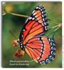 Viceroy, Limenitis archippus