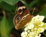C:\Users\Karen\Pictures\best butterflies for disc\buckeye on lantana 2.JPG