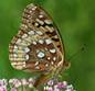 Great Spangled Fritillary