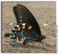 Pipevine Swallowtail, Battus philenor