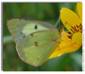 Clouded Sulphur, Colias philodice (female)
