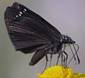 Common Sootywing