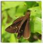 Clouded Skipper, Lerema accius (female)