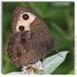 Common Wood Nymph,  Cercyonis pegala