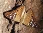 C:\Users\Karen\AppData\Local\Microsoft\Windows\Temporary Internet Files\Content.Word\hackberry butterfly.jpg