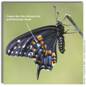 Black Swallowtail, Papilio polyxenes (female)