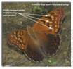 Tawny Emperor, Asterocampa clyton