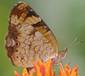 Pearl Crescent