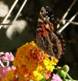 C:\Users\Karen\Pictures\best butterflies for disc\american painted lady, ventral 1.JPG