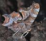 Eastern Comma