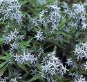 C:\Users\Karen\Pictures\butterfly garden plants\amsonia hubrictii bluestar.jpg