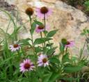 C:\Users\Karen\AppData\Local\Microsoft\Windows\Temporary Internet Files\Content.Word\cone flowers.jpg