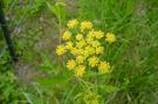 C:\Users\Karen\Pictures\butterfly garden plants\common golden alexander.jpg