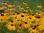 C:\Users\Karen\Pictures\butterfly garden plants\black eyed susans.jpg