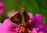 C:\Users\Karen\AppData\Local\Microsoft\Windows\Temporary Internet Files\Content.Word\sachem on  zinnia.jpg