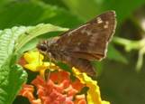C:\Users\Karen\AppData\Local\Microsoft\Windows\Temporary Internet Files\Content.Word\pepper and salt skipper on lantana.jpg