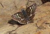 C:\Users\Karen\Pictures\best butterflies for disc\common checkered skipper.JPG