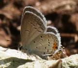 C:\Users\Karen\AppData\Local\Microsoft\Windows\Temporary Internet Files\Content.Word\eastern tailed blue with autumn colors.jpg