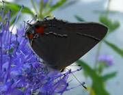 C:\Users\Karen\AppData\Local\Microsoft\Windows\Temporary Internet Files\Content.Word\grey hairstreak on mistflower.jpg