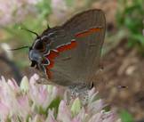 C:\Users\Karen\AppData\Local\Microsoft\Windows\Temporary Internet Files\Content.Word\red banded hairstreak closeup.jpg